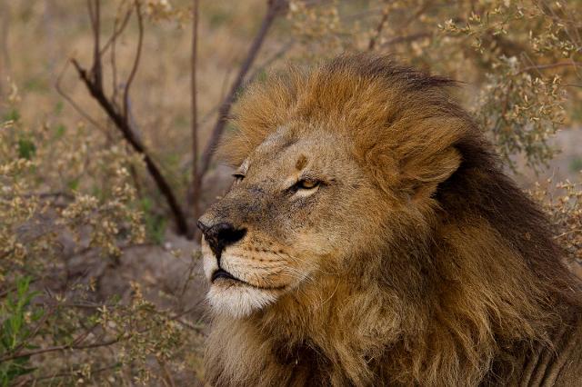 168 Okavango Delta, leeuw.jpg